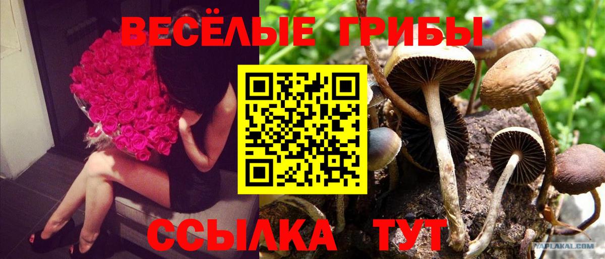 Псилоцибиновые грибы прущие грибы Ахтубинск